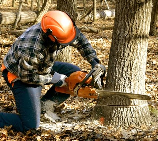 Tree Removal in Egan, LA